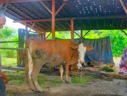 Monitoring Penularan PMK, Anggota Polsek Bulu Himbau Dan Pantau Ternak Milik Warga