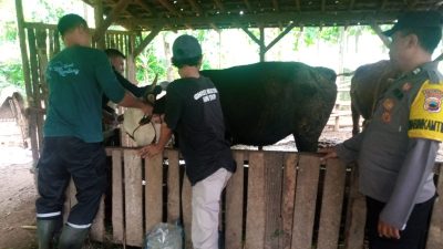 Upaya Pencegahan Penyakit PMK, Polsek Gunem Bersama Mantri Setempat Cek Ternak Milik Warga