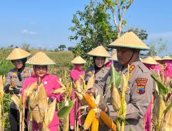Zoom Langsung dengan Presiden RI, Polres Rembang Gelar Panen Raya Jagung Kuartal II di Desa Tegaldowo Gunem