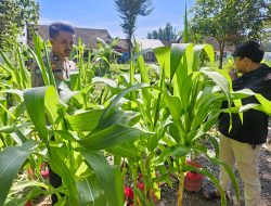 Bhabinkamtibmas Polsek Sluke Sambang Monitoring Lahan Ketahanan Pangan di Desa Binaan