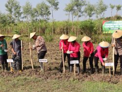 Progam Ketahanan Pangan, Kapolres Rembang Pimpin Penanaman Jagung di Lahan Milik Ponpes Gus Baha’