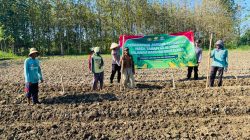 Polsek Sarang Dampingi Penanaman Jagung Serentak Masa Tanam ke III Tahun 2025