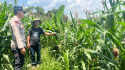 Polsek Sluke Lakukan Sambang dan Pengecekan Lahan Jagung di Desa Jurangjero