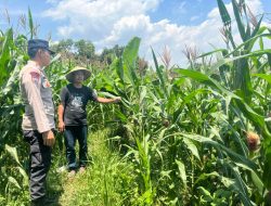 Polsek Sluke Lakukan Sambang dan Pengecekan Lahan Jagung di Desa Jurangjero