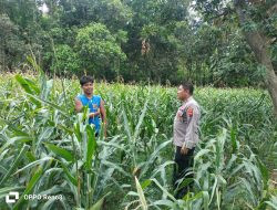 Polsek Pancur Laksanakan Pengecekan Lahan Jagung Dukung Program Ketahanan Pangan