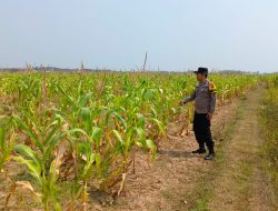 Bhabinkamtibmas Polsek Rembang Kota Laksanakan Blusukan Kamtibmas dan Monitoring Tanaman Jagung