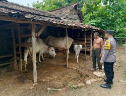 Terus Galakan Sambang Kandang Ternak Milik Warga, Polsek Sarang Upaya Redam PMK