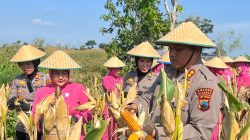 Zoom Langsung dengan Presiden RI, Polres Rembang Gelar Panen Raya Jagung Kuartal II di Desa Tegaldowo Gunem