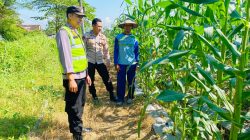 Dukung Progam Presiden, Bhabinkamtibmas Polsek Sarang Monitoring Lahan Ketahanan Pangan Milik Warga Binaan