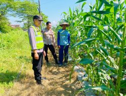 Dukung Progam Presiden, Bhabinkamtibmas Polsek Sarang Monitoring Lahan Ketahanan Pangan Milik Warga Binaan