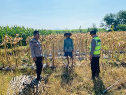 Polsek Sarang Laksanakan Pengecekan Lahan Ketahanan Pangan Warga Binaan