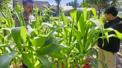 Bhabinkamtibmas Polsek Sluke Sambang Monitoring Lahan Ketahanan Pangan di Desa Binaan