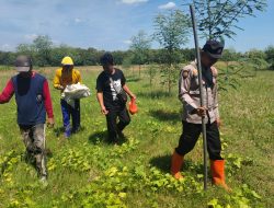 Dukung Kebijakan Pemerintah, Bhabinkamtibmas Polsek Sluke Dampingi Penanaman Jagung Serentak di Desa Jurangjero