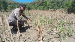 Bhabinkamtibmas Polsek Sluke Pantau & Monitoring Lahan Ketahanan Pangan Jagung Di Wilayah Binaan