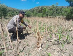 Bhabinkamtibmas Polsek Sluke Pantau & Monitoring Lahan Ketahanan Pangan Jagung Di Wilayah Binaan