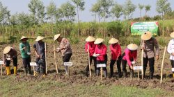 Progam Ketahanan Pangan, Kapolres Rembang Pimpin Penanaman Jagung di Lahan Milik Ponpes Gus Baha’
