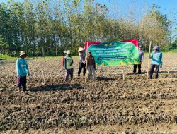 Polsek Sarang Dampingi Penanaman Jagung Serentak Masa Tanam ke III Tahun 2025