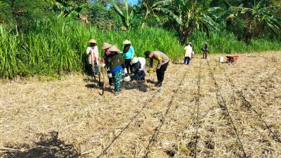 Progam Ketahanan Pangan, Bhabinkamtibmas Polsek Pamotan Lakukan Pendampingan Tanam Jagung Serentak Masa Tanam ke III 2025