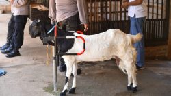 Inspiratif, Kisah Polisi di Jepara Nyambi Budidaya Kambing Etawa Wujudkan Dedikasi dan Ketahanan Pangan