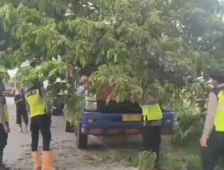 Aksi Cepat Polresta Pati Pohon Raksasa Tumbang Lumpuhkan Jalan, PAMAPTA Hadir Setelah Laporan 110 Masuk