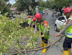 Gerak Cepat Brimob Simongan Evakuasi Pohon Tumbang di Jl. WR Supratman, Akses Jalan dan Masjid At Taqwa Kembali Aman